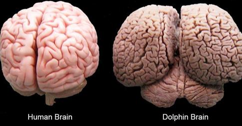 Article: The Cetacean Brain and Hominid Perceptions of Cetacean Intelligence