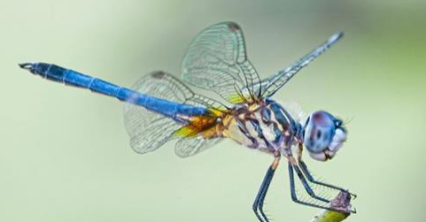 Article: Dragonflies