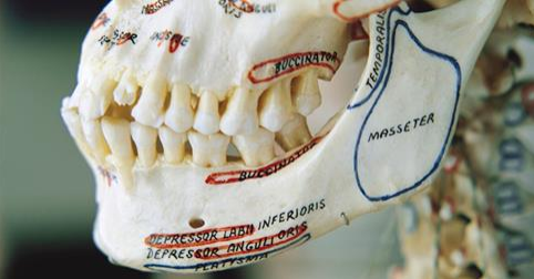 Article: Before Agriculture, Human Jaws Were a Perfect Fit for Human Teeth