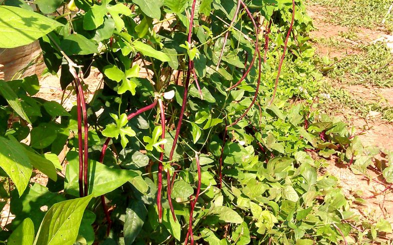 Let’s Start Gardening!