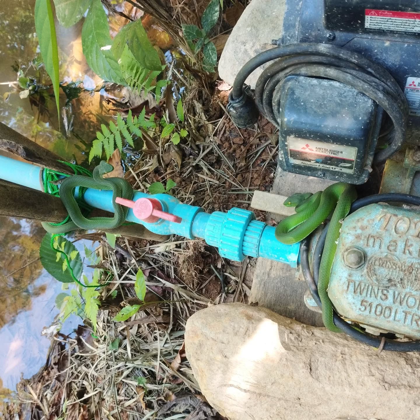 [English version below]

งูเขียวหางไหม้สองตัวอยู่ด้วยกันบนเครื่องปั่นน้ำ😍😍

ตื่นเต้นดีใจกันใหญ่ตอนที่เราเปิดหลังคาคลุมเครื่องปั่นน้ำออก​ แล้วก็เจองูตั้งสองตัวอยู่ด้วยกัน😊 ดูเหมือนถึงฤดูผสมพันธุ์​แล้วสำหรับงูเขียวหางไหม้จันทบูร (Cardamom mountain green pit viper) 

งูเขียวหางไหม้ที่เจอกันบ่อยๆ​ เหล่านี้มีพิษอยู่​ แต่ก็ไม่กัดไม่หาเรื่อง​ เพราะเป็นชนิดที่ไม่ชอบรุกรานใคร​ เราแค่ใช้กิ่งไม้ยื่นไปให้งูเกาะแล้วก็เอาตัวออกไปปล่อยตามพุ่มไม้แถวนั้น😅

A nice surprise when we opened the cover of the water pump - looks like it's already mating season for the native Cardamom mountain green pit vipers. 

Those commonly encountered snakes are venomous but usually don't pose a threat, since they're not aggressive. We simply lifted them into the surrounding vegetation with a stick. 

#งูเขียวหางไหม้จันทบูร #cardamommountains #pitviper #wildlife #permaculture